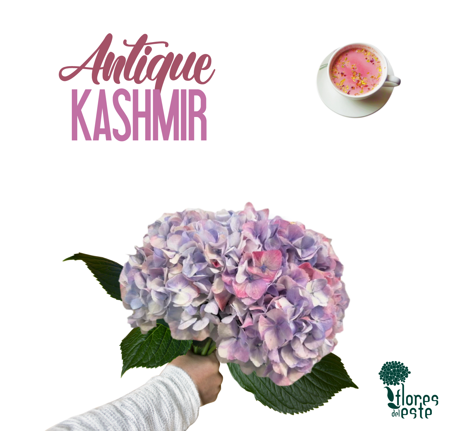 HORT. KASHMIR JUMBO 60